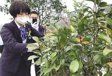 “代客祭扫”:替陌生的你清明尽孝-济南墓地陵园